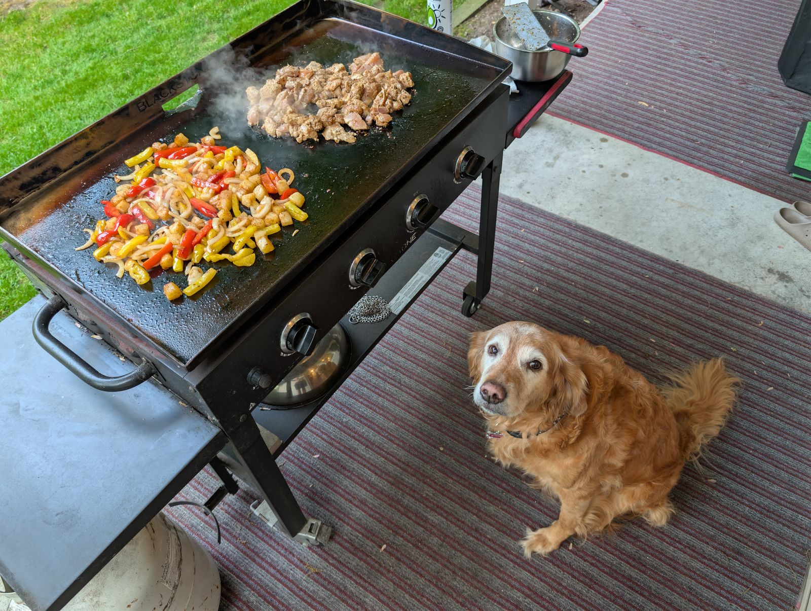 Sadie the golden retriever sitting patiently beside the Blackstone griddle, waiting for the taste test